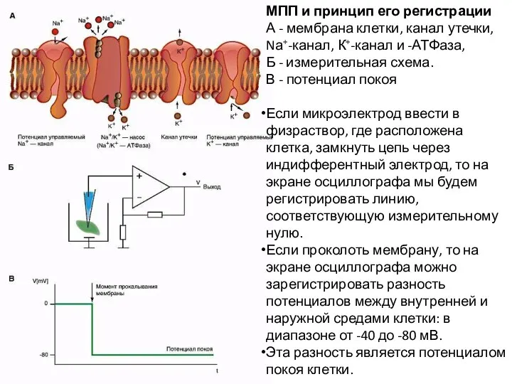 МПП и принцип его регистрации А - мембрана клетки, канал утечки,