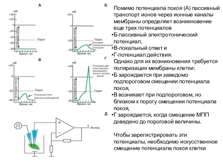 Помимо потенциала покоя (А) пассивный транспорт ионов через ионные каналы мембраны