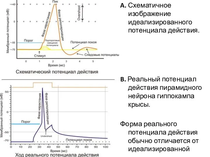 A. Схематичное изображение идеализированного потенциала действия. B. Реальный потенциал действия пирамидного