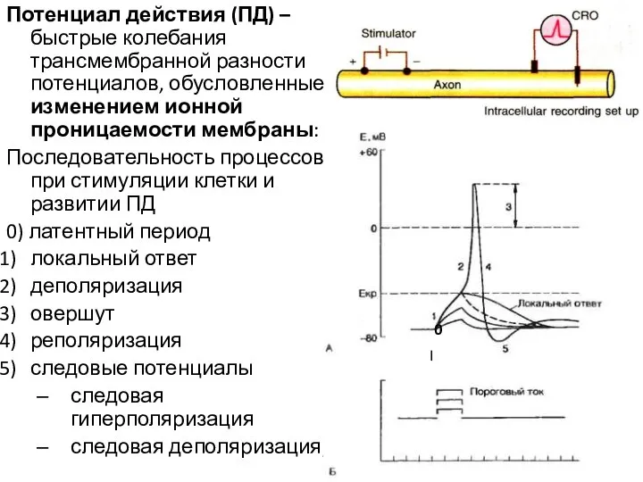 Потенциал действия (ПД) – быстрые колебания трансмембранной разности потенциалов, обусловленные изменением