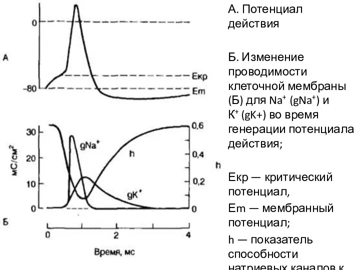 А. Потенциал действия Б. Изменение проводимости клеточной мембраны (Б) для Na+