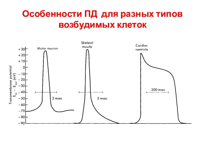 Особенности ПД для разных типов возбудимых клеток