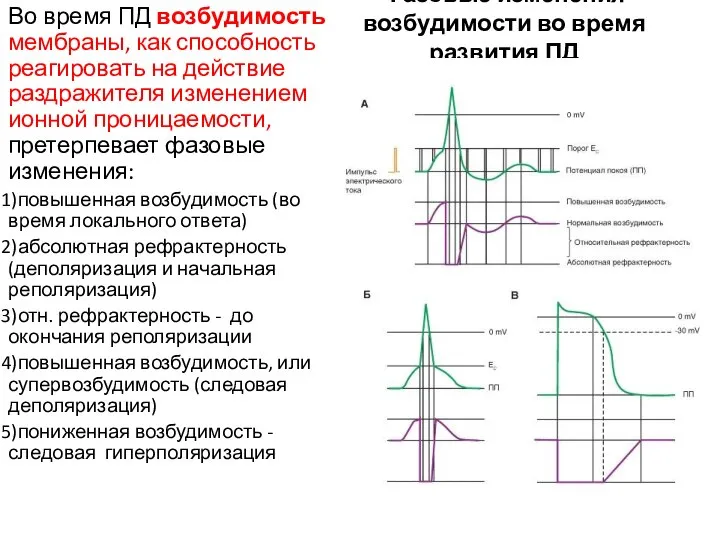 Фазовые изменения возбудимости во время развития ПД Во время ПД возбудимость