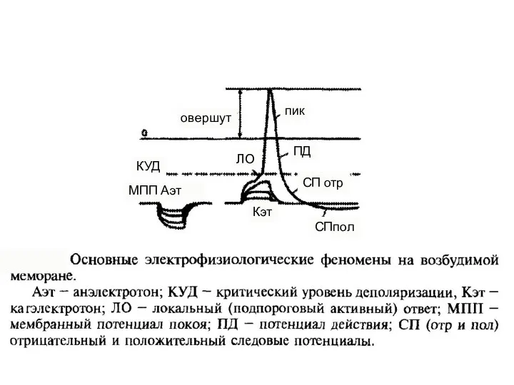 овершут пик Кэт МПП Аэт КУД ЛО ПД СП отр СПпол