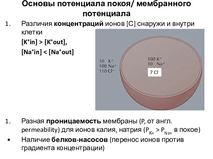 Основы потенциала покоя/ мембранного потенциала Различия концентраций ионов [С] снаружи и