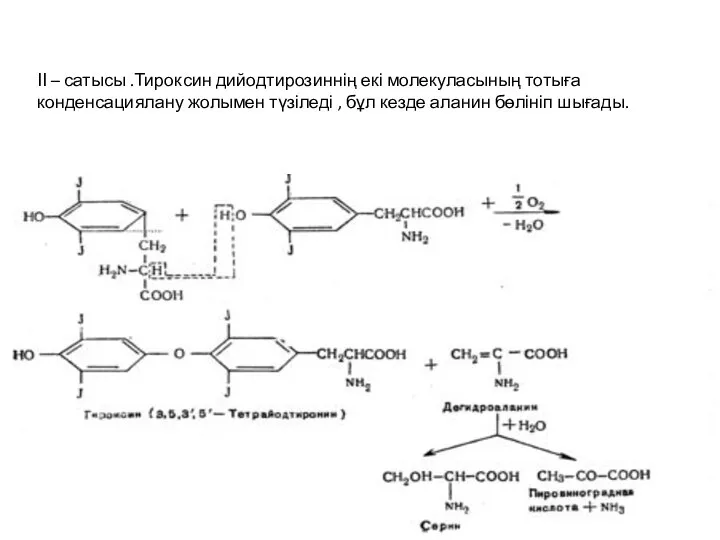 ІІ – сатысы .Тироксин дийодтирозиннің екі молекуласының тотыға конденсациялану жолымен түзіледі