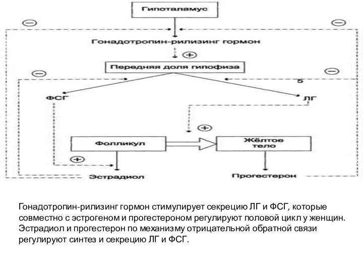 Гонадотропин-рилизинг гормон стимулирует секрецию ЛГ и ФСГ, которые совместно с эстрогеном