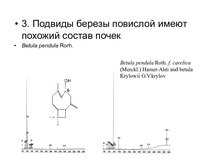 3. Подвиды березы повислой имеют похожий состав почек Betula pendula Rorh.