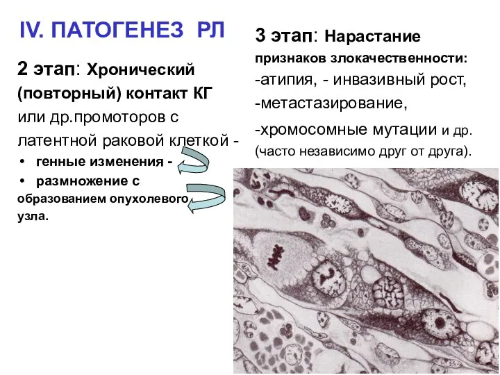 IV. ПАТОГЕНЕЗ РЛ 2 этап: Хронический (повторный) контакт КГ или др.промоторов