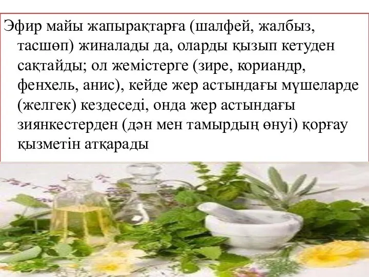 Эфир майы жапырақтарға (шалфей, жалбыз, тасшөп) жиналады да, оларды қызып кетуден