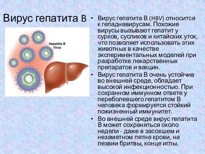 Вирус гепатита B Вирус гепатита В (HBV) относится к гепаднавирусам. Похожие