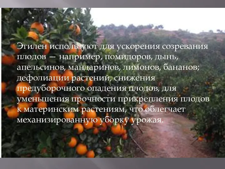 Этилен используют для ускорения созревания плодов — например, помидоров, дынь, апельсинов,