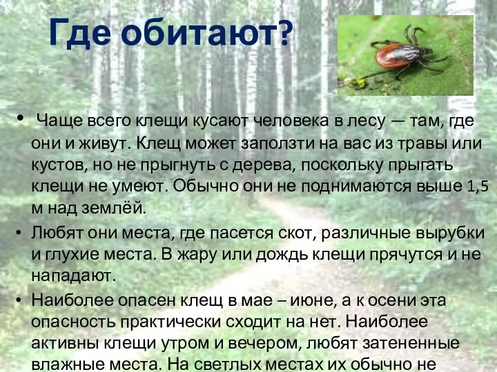 Где обитают? Чаще всего клещи кусают человека в лесу — там,