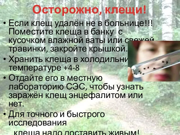 Осторожно, клещи! Если клещ удалён не в больнице!!! Поместите клеща в