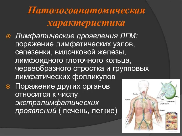 Патологоанатомическая характеристика Лимфатические проявления ЛГМ: поражение лимфатических узлов, селезенки, вилочковой железы,