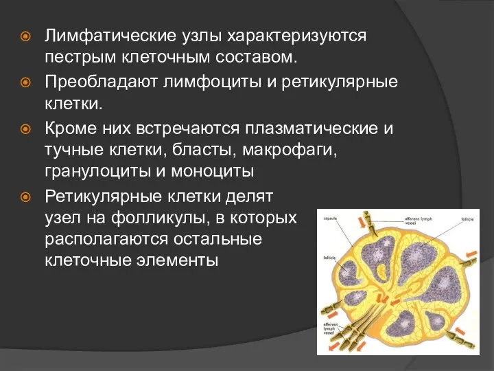 Лимфатические узлы характеризуются пестрым клеточным составом. Преобладают лимфоциты и ретикулярные клетки.