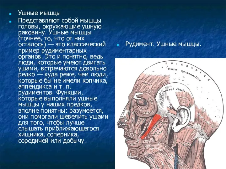 Ушные мышцы Представляют собой мышцы головы, окружающие ушную раковину. Ушные мышцы