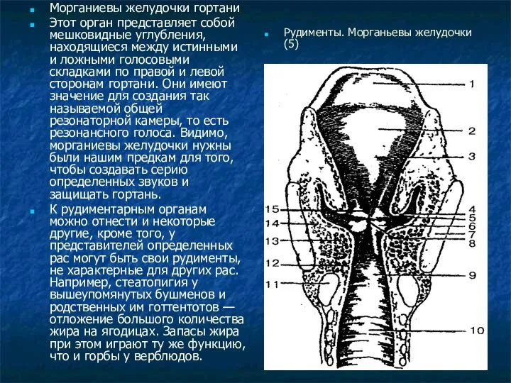 Морганиевы желудочки гортани Этот орган представляет собой мешковидные углубления, находящиеся между