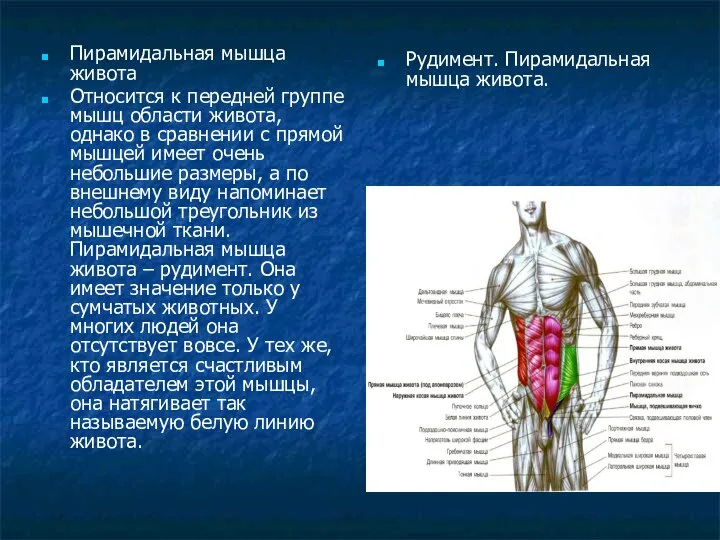 Пирамидальная мышца живота Относится к передней группе мышц области живота, однако
