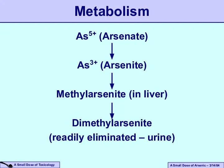 As5+ (Arsenate) As3+ (Arsenite) Methylarsenite (in liver) Dimethylarsenite (readily eliminated – urine) Metabolism