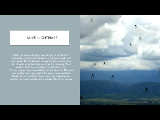 ALIVE NIGHTMARE Millions of spiders dropped from the sky in the