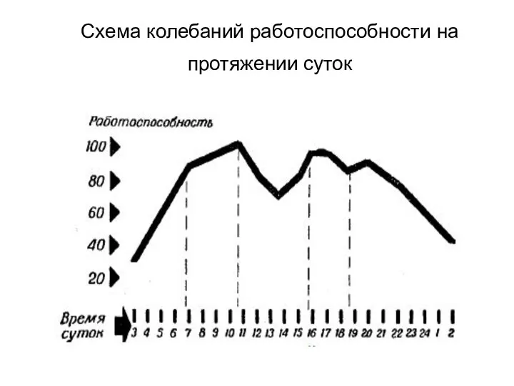 Схема колебаний работоспособности на протяжении суток