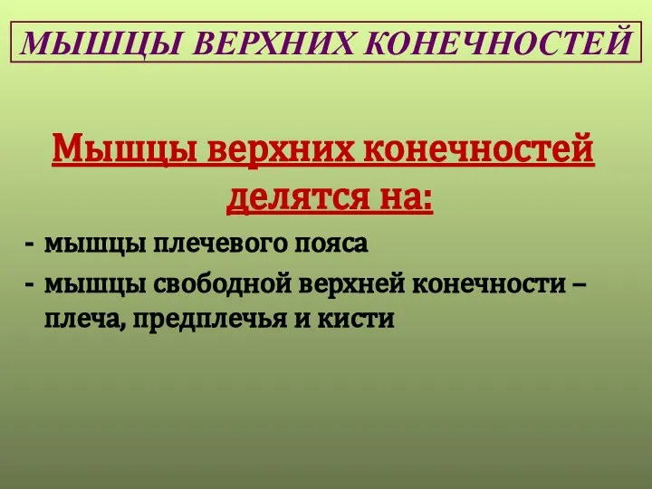 МЫШЦЫ ВЕРХНИХ КОНЕЧНОСТЕЙ Мышцы верхних конечностей делятся на: мышцы плечевого пояса