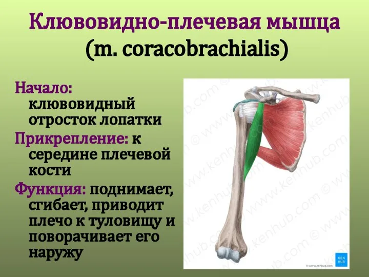 Клювовидно-плечевая мышца (m. coracobrachialis) Начало: клювовидный отросток лопатки Прикрепление: к середине