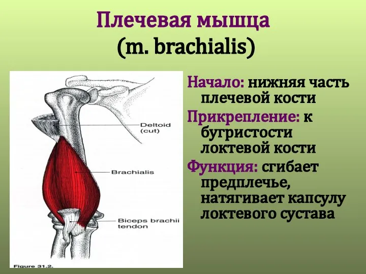 Плечевая мышца (m. brachialis) Начало: нижняя часть плечевой кости Прикрепление: к