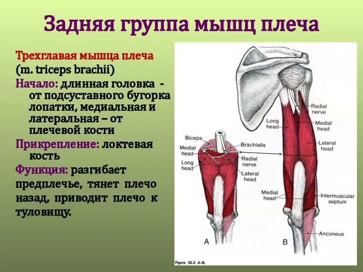 Задняя группа мышц плеча Трехглавая мышца плеча (m. triceps brachii) Начало: