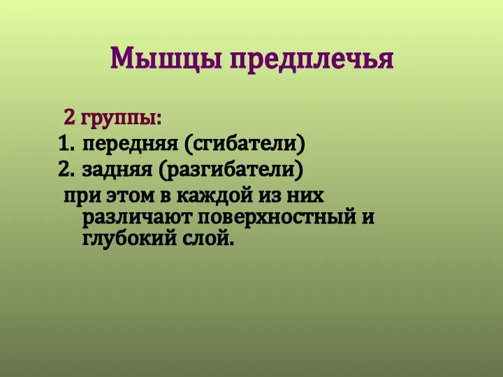 Мышцы предплечья 2 группы: передняя (сгибатели) задняя (разгибатели) при этом в