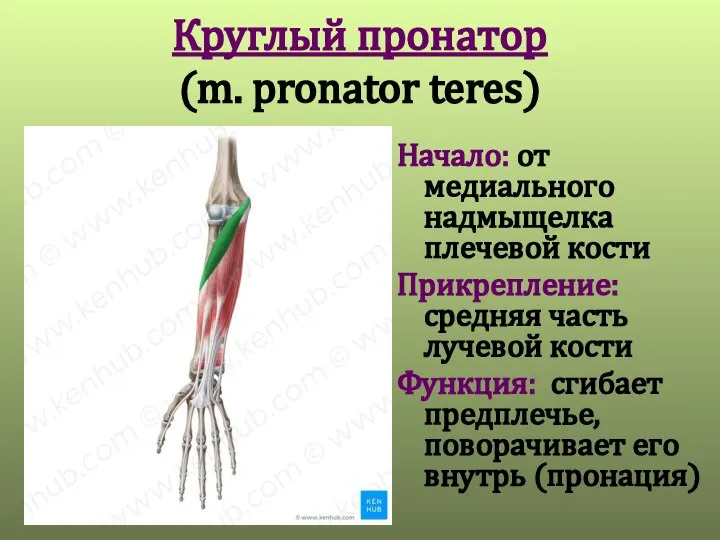 Круглый пронатор (m. pronator teres) Начало: от медиального надмыщелка плечевой кости