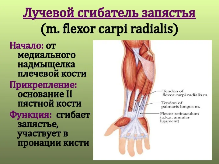 Лучевой сгибатель запястья (m. flexor carpi radialis) Начало: от медиального надмыщелка