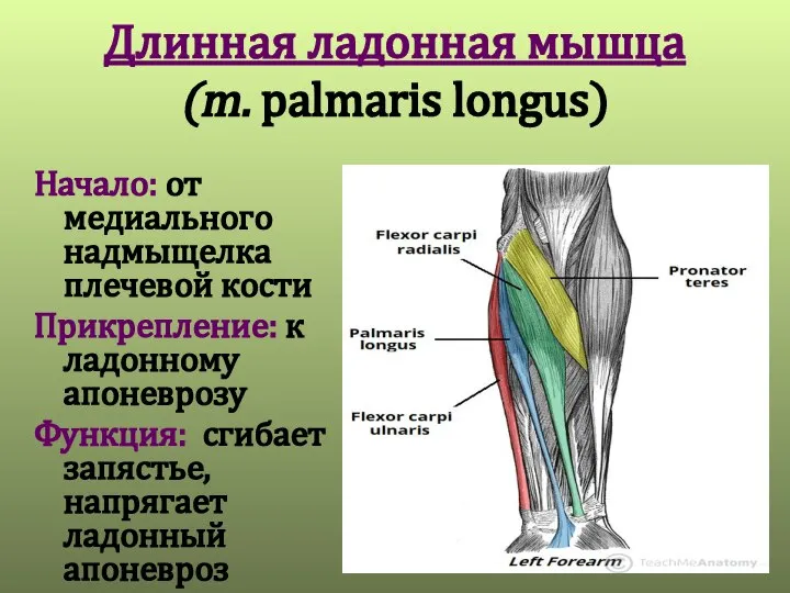 Длинная ладонная мышца (m. palmaris longus) Начало: от медиального надмыщелка плечевой