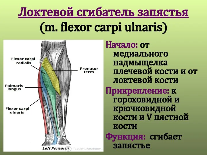 Локтевой сгибатель запястья (m. flexor carpi ulnaris) Начало: от медиального надмыщелка