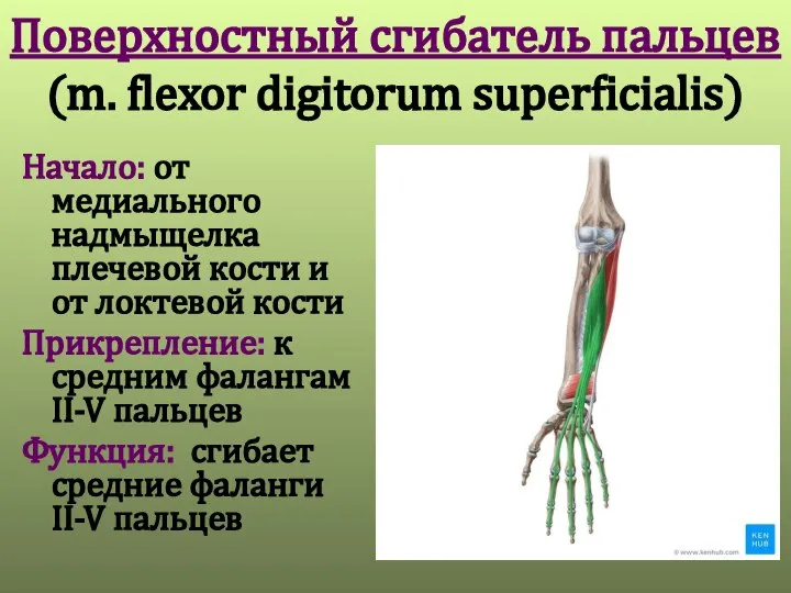 Поверхностный сгибатель пальцев (m. flexor digitorum superficialis) Начало: от медиального надмыщелка