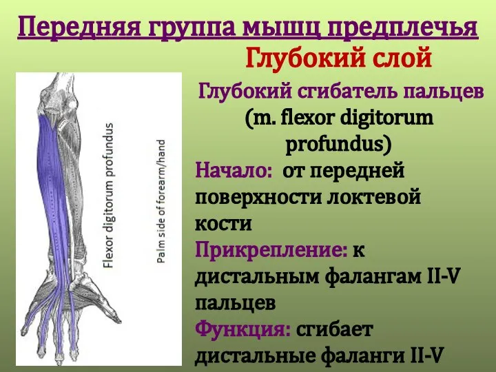 Передняя группа мышц предплечья Глубокий слой Глубокий сгибатель пальцев (m. flexor