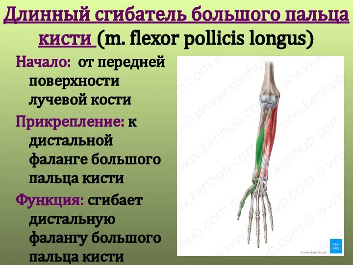 Длинный сгибатель большого пальца кисти (m. flexor pollicis longus) Начало: от