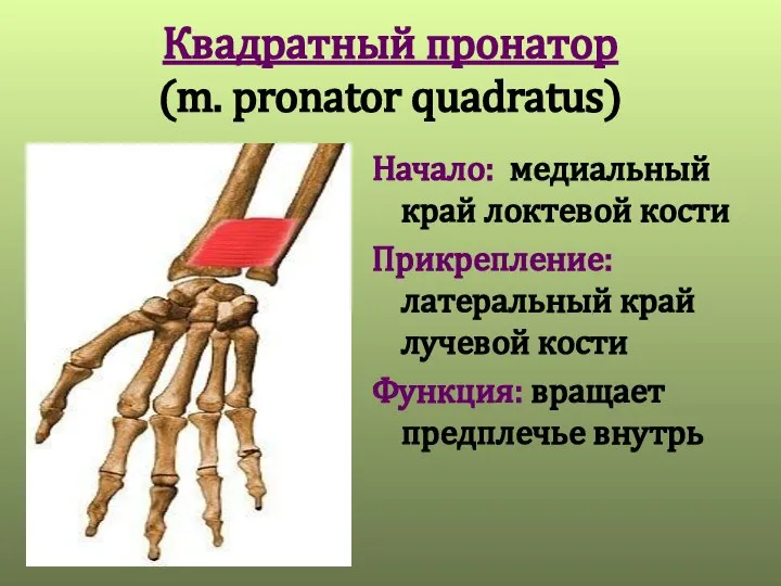 Квадратный пронатор (m. pronator quadratus) Начало: медиальный край локтевой кости Прикрепление: