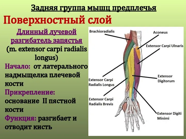 Поверхностный слой Длинный лучевой разгибатель запястья (m. extensor carpi radialis longus)