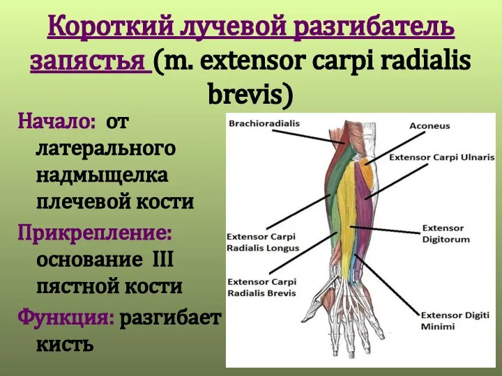 Короткий лучевой разгибатель запястья (m. extensor carpi radialis brevis) Начало: от