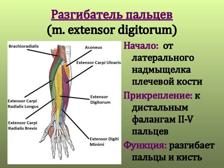 Разгибатель пальцев (m. extensor digitorum) Начало: от латерального надмыщелка плечевой кости