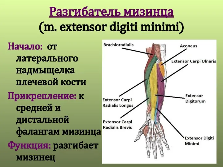 Разгибатель мизинца (m. extensor digiti minimi) Начало: от латерального надмыщелка плечевой