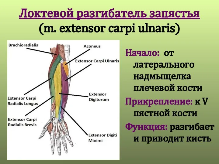 Локтевой разгибатель запястья (m. extensor carpi ulnaris) Начало: от латерального надмыщелка