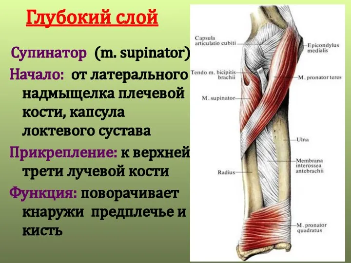 Глубокий слой Супинатор (m. supinator) Начало: от латерального надмыщелка плечевой кости,