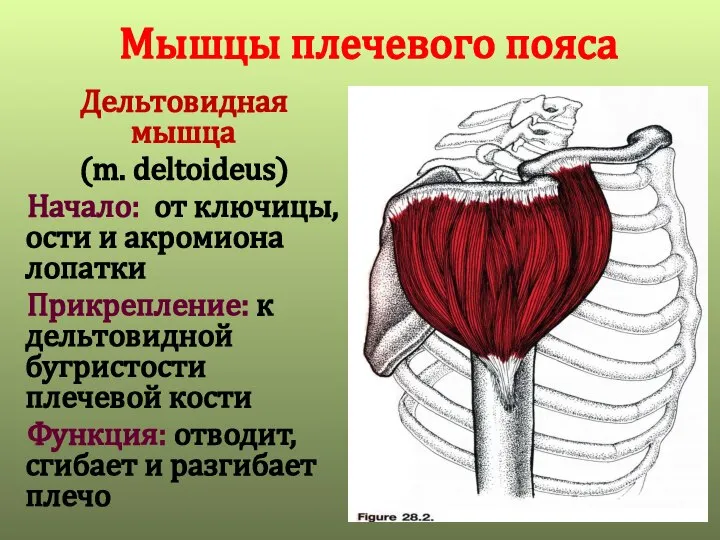 Мышцы плечевого пояса Дельтовидная мышца (m. deltoideus) Начало: от ключицы, ости