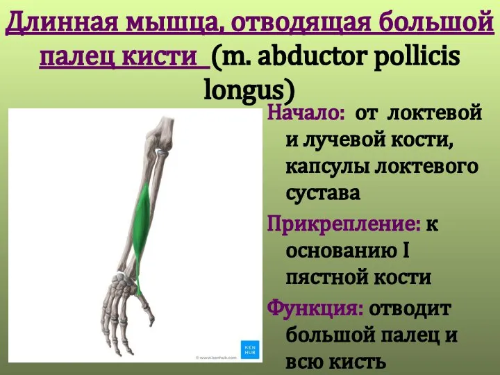 Длинная мышца, отводящая большой палец кисти (m. abductor pollicis longus) Начало: