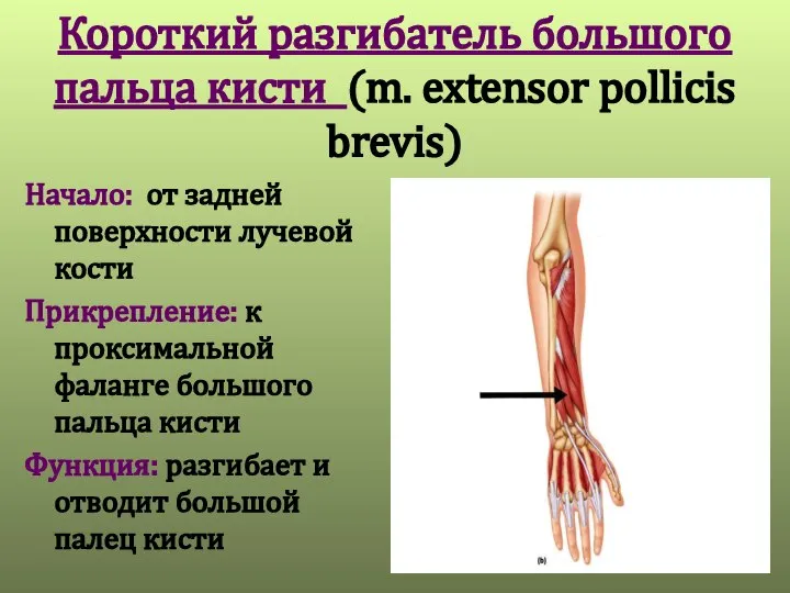 Короткий разгибатель большого пальца кисти (m. extensor pollicis brevis) Начало: от