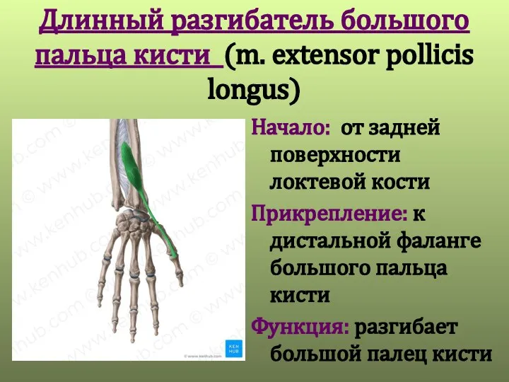 Длинный разгибатель большого пальца кисти (m. extensor pollicis longus) Начало: от