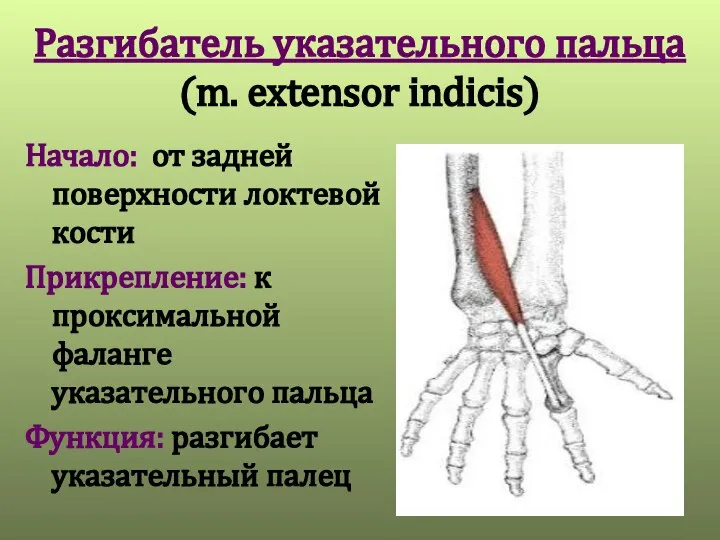 Разгибатель указательного пальца (m. extensor indicis) Начало: от задней поверхности локтевой